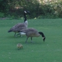 Stone Mountain Golf Club