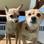 BratPak Dog Kamp - Livermore