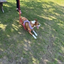 I Wuff You Dog Training and Coaching - Dog Training