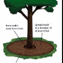 Cassity Tree Service and Care - Arborists