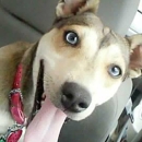 Cherokee Animal Care Clinic - Veterinarians