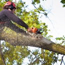 Big Brothers Tree Service - Tree Service