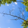 Lions Tree & Landscaping gallery