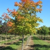 Baldwin Tree Farm gallery