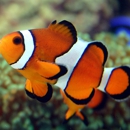 Aquatic Exoticz - Pet Stores