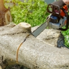 Edison Tree Service gallery
