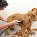 Virginia's K-9 Clip - Schools