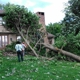 Even Family Tree Removal