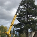 American Quality Tree Services - Tree Service