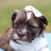 Up and Away Pups gallery