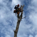 Weber Tree Care