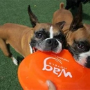 Wag Hotels - Hollywood - Pet Boarding & Kennels
