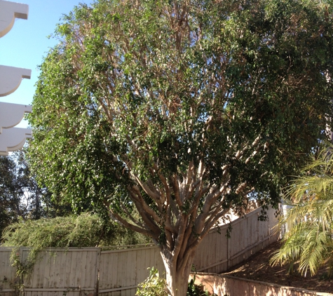 Cesareo Tree Service - Oceanside, CA