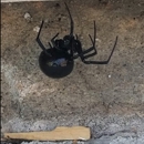 Ninefold Pest