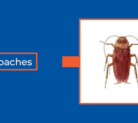 Novopest Professional Pest Management. Cockroaches