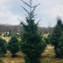 Hill's Christmas Tree Farm