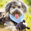 Helga's Pet Grooming Plus - Dog & Cat Grooming & Supplies