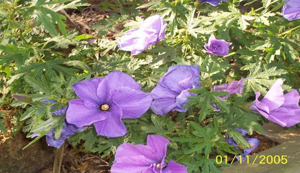 Glenvue Wholesale Nursery - Rye, VIC. Native Hibiscus Plants