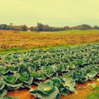 Glade Link Farms