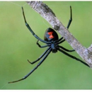GPM Termite & Pest Solutions - Pest Control Services