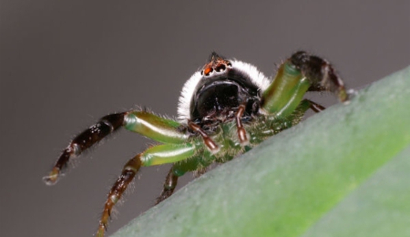Cairns Pest Control Services - Edmonton, QLD
