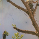 Best Quality Tree Service - Tree Service