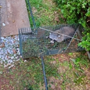 K&R Wildlife Trapping and Removal