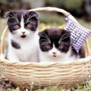 Your Elegant Pet Boutique - Dog & Cat Furnishings & Supplies