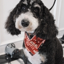 Royal Oak Dog Grooming - Pet Grooming