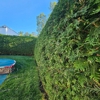 Clean Cut Landscape Services gallery