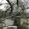 Driven Tree Service gallery