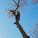 Lasky Tree Services - Tree Service