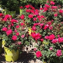 Riedel  Garden Center - Landscape Contractors