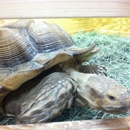 Buzz N' B's Auquarium & Pet Shop - Pet Grooming