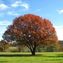 Pelton's Tree and Land Service - Stump Removal & Grinding