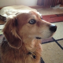 Hillcrest Animal Hospital - Veterinarians
