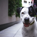 K9 Legend Family Dog Training & Aggression Rehabilitation - Pet Training