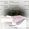 Tree Of Life Massage & Holistic gallery
