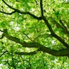 Advanced Arbor Care Tree Service gallery