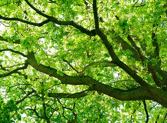 Advanced Arbor Care Tree Service - Billings, MT