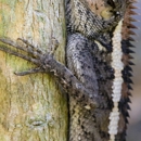 Sully's Remediation & Wildlife Control - Pest Control Services