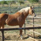 Kings Victory Farm