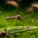 Bulwark Exterminating - Pest Control Equipment & Supplies