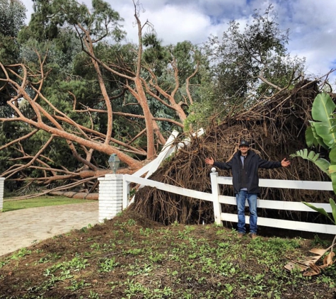 Adolfo Tree Service - Houston, TX. Fallen tree in Houston Texas call today for affordable tree service near you