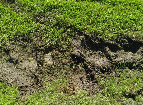 lowrys lawn service - Kissimmee, FL. Lawn damage they at first Denied and then refused to repair.