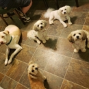 Petco - Pet Services