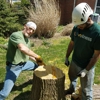 Hansen's Tree Service & Landscaping gallery