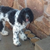 Canine Coiffures gallery