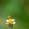 Consistent Pest Services gallery