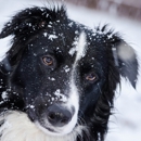 Denver Dog Walk - Pet Specialty Services